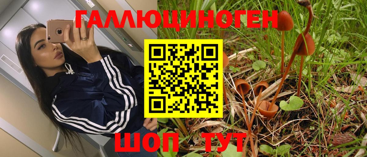 Псилоцибиновые грибы MAGIC MUSHROOMS  Галлюциногенные грибы Psilocybe  Кириши  Вход с VPN 